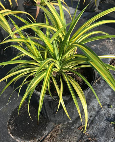 Variegated Pandanus